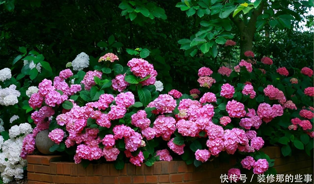 想要打造“高级”花园,春天种上“4种花”,颜值高,爱开花