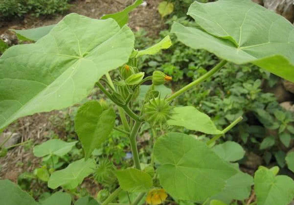 植物|野外长得不起眼的苘麻,是珍贵药材,还有治疗耳鸣的功效