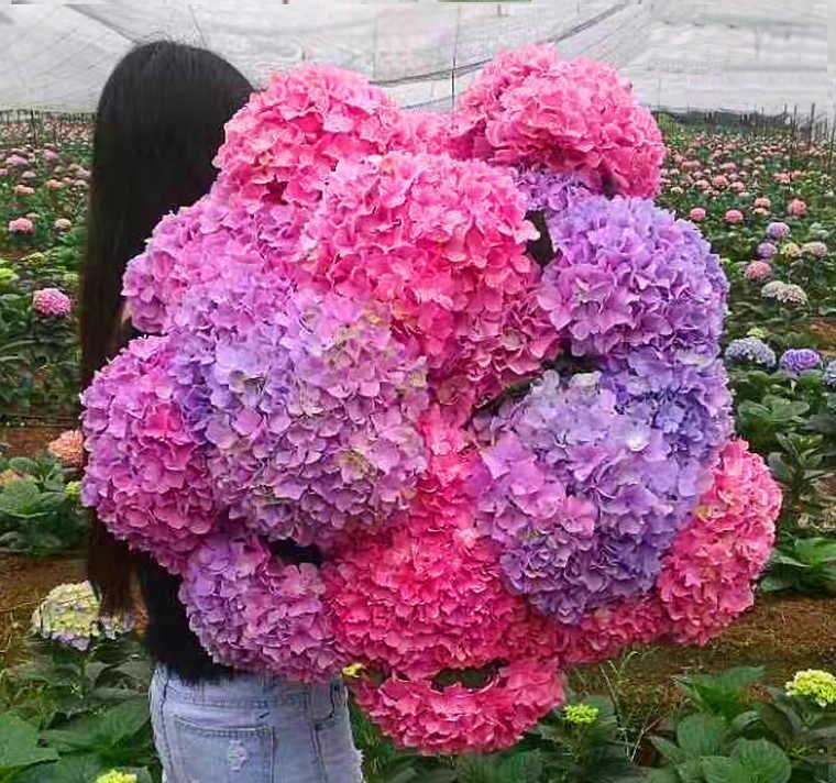 养花|养花新手买“老桩”,都被“割韭菜”,高手会省钱,专挑小的买