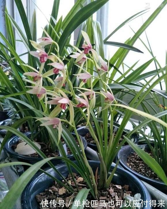 米高|养兰花?记住这个“温度”,新芽冒不停,花箭“半米高”