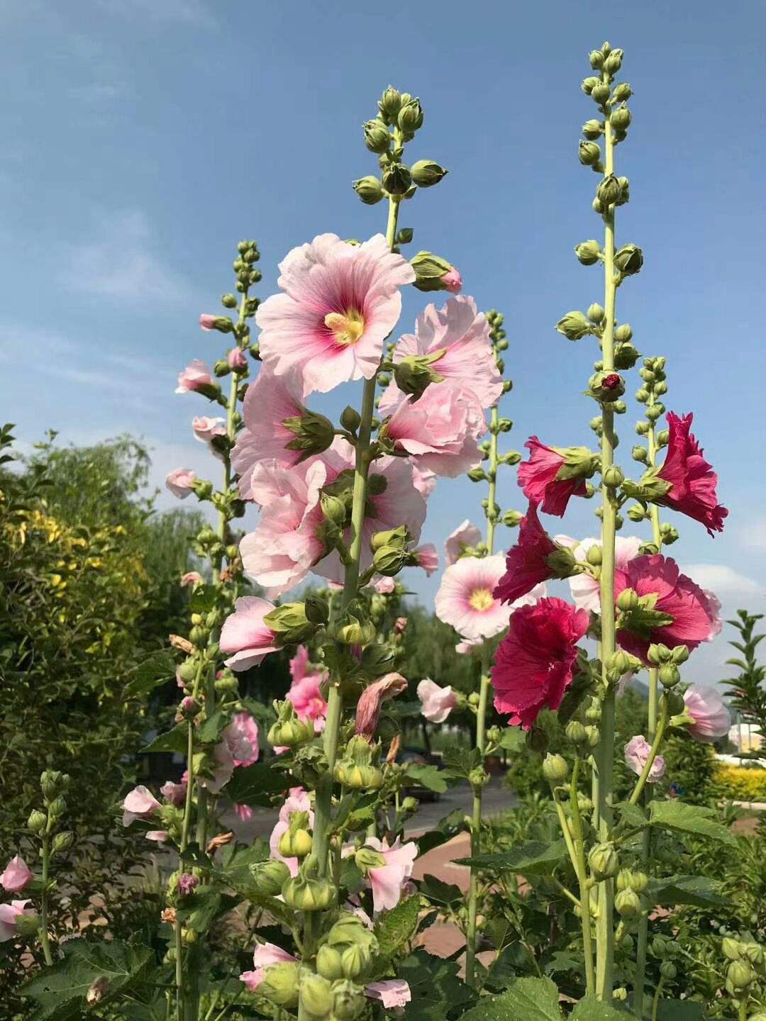 仙人掌|养花总忘了施肥养这3种花卉,不用施肥,懒人福音!