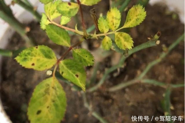 公认难养的6种花,新手慎买,养不活还浪费钱!