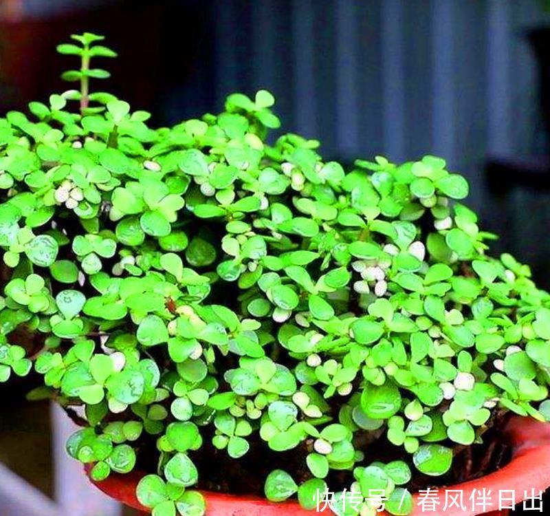 分辨|你买回去的真的是雅乐之舞吗?小心别买到药锦,如何有效分辨它们