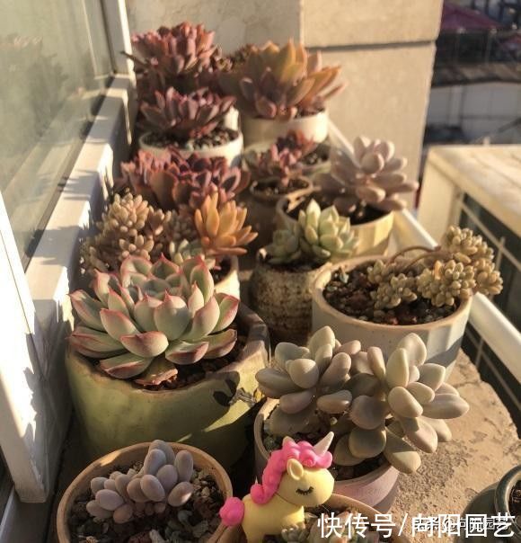 栽种|多肉买回家,种到盆里别着急浇水,1周后再浇水,发根更快