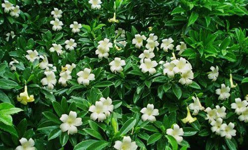 湿润|家里养的这些花,虽是“茉莉”却不是茉莉花,各有千秋颜值高!
