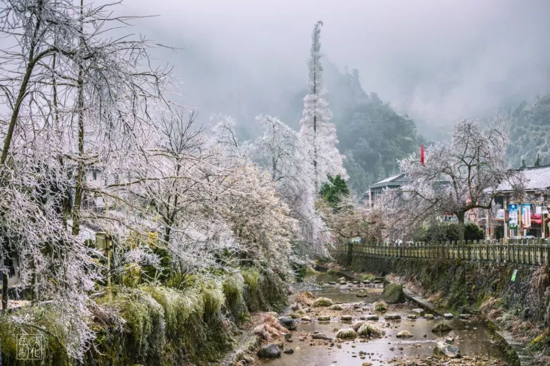 庆元县|不是初雪，胜似初雪，庆元雾凇，宛若仙境！