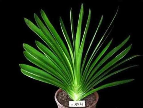 到底怎样才能养好君子兰？