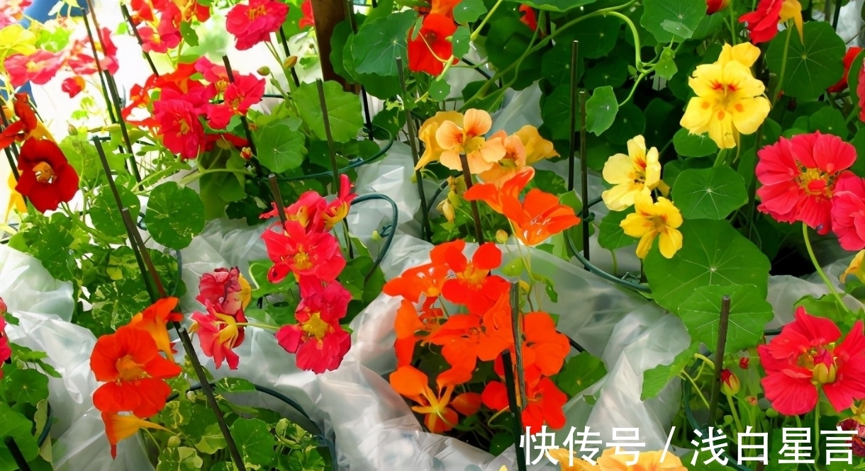 土壤|光用淘米水浇花没前途,加它们发酵好,养啥花都长得贼旺盛