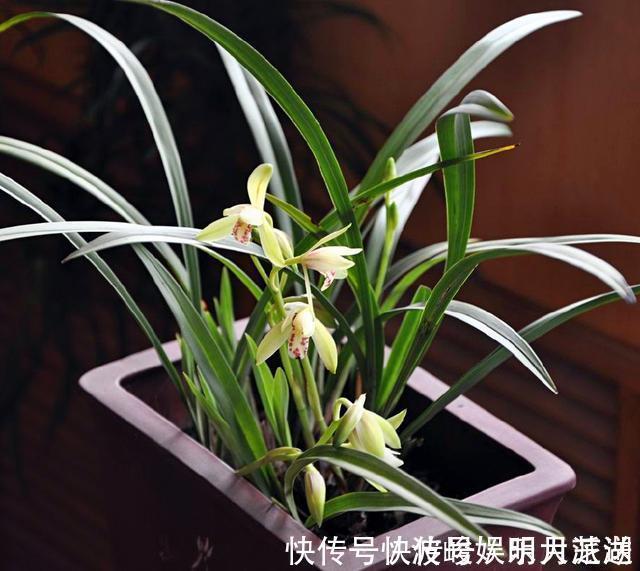 兰花|兰花被我养得面黄肌瘦黄叶掉叶怎么办3点措施还可以拯救一下