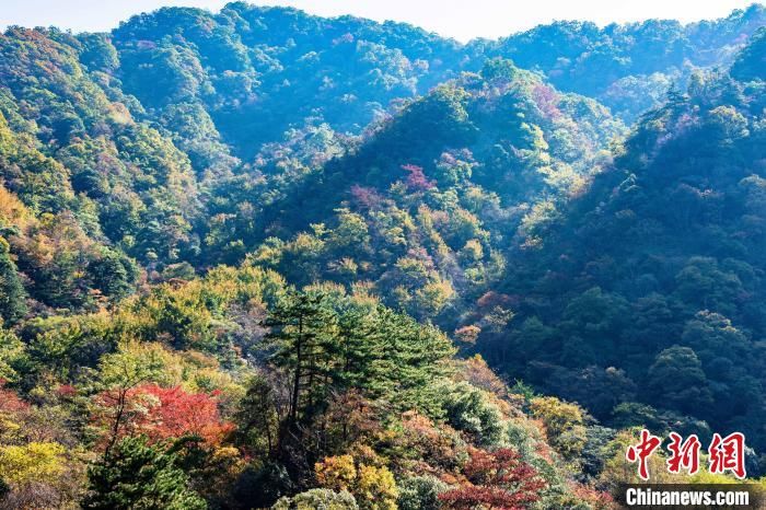 左山|大别山区安徽金寨：秋色惊艳 层林尽染