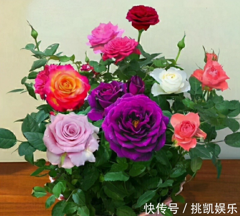 图片|无论你多喜欢养花,都不要碰“3种花”,这都是养花高手被坑过的