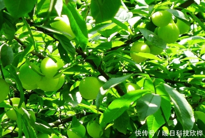 偷吃|先天十大灵根都是什么, 孙悟空偷吃过两种!