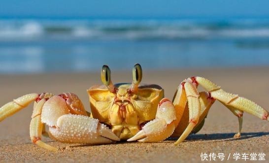 螃蟹蒸多久才好吃大厨记住要点，螃蟹鲜味十足，一点也不腥！