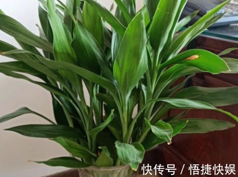 现在逛花市5种花不要买,虽然很漂亮,但是养活难度大,白花钱!