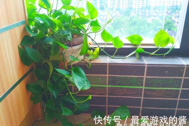 养绿萝只会浇水怎么行,学会加点“小东西”,枝繁叶茂绿油油!