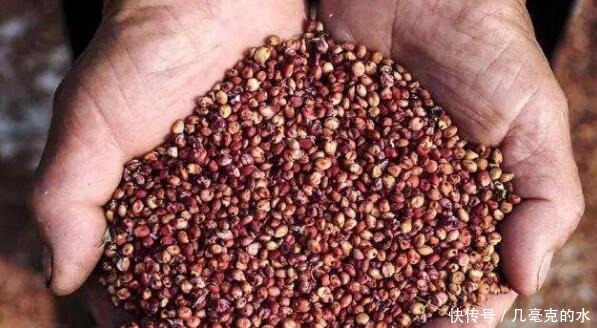 酿造茅台酒为什么要用整颗高粱,还必须是贵州当地的糯高粱