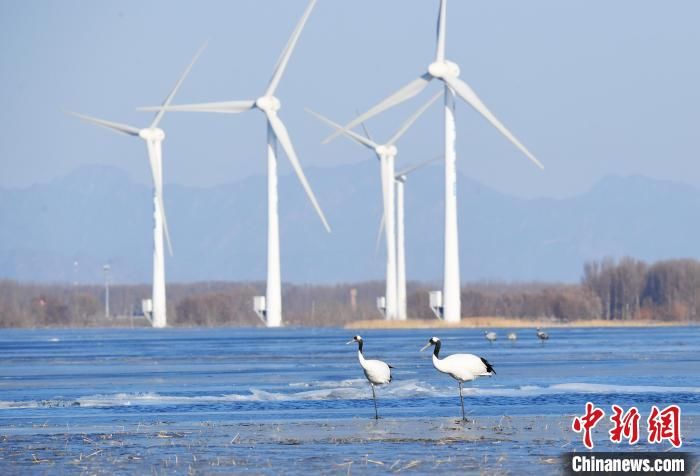 栖息|河北怀来官厅水库国家湿地公园迎来丹顶鹤