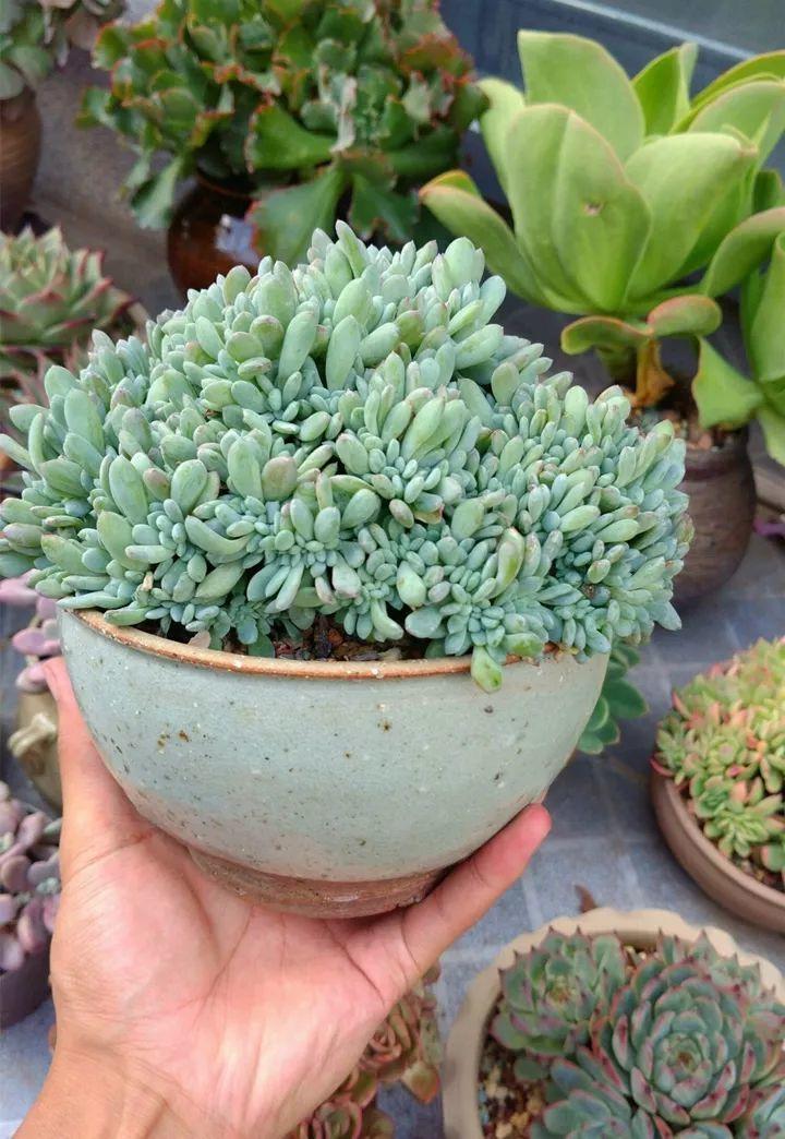 他用菜坛子种多肉,1分不花,呼呼长成“大米饭”!