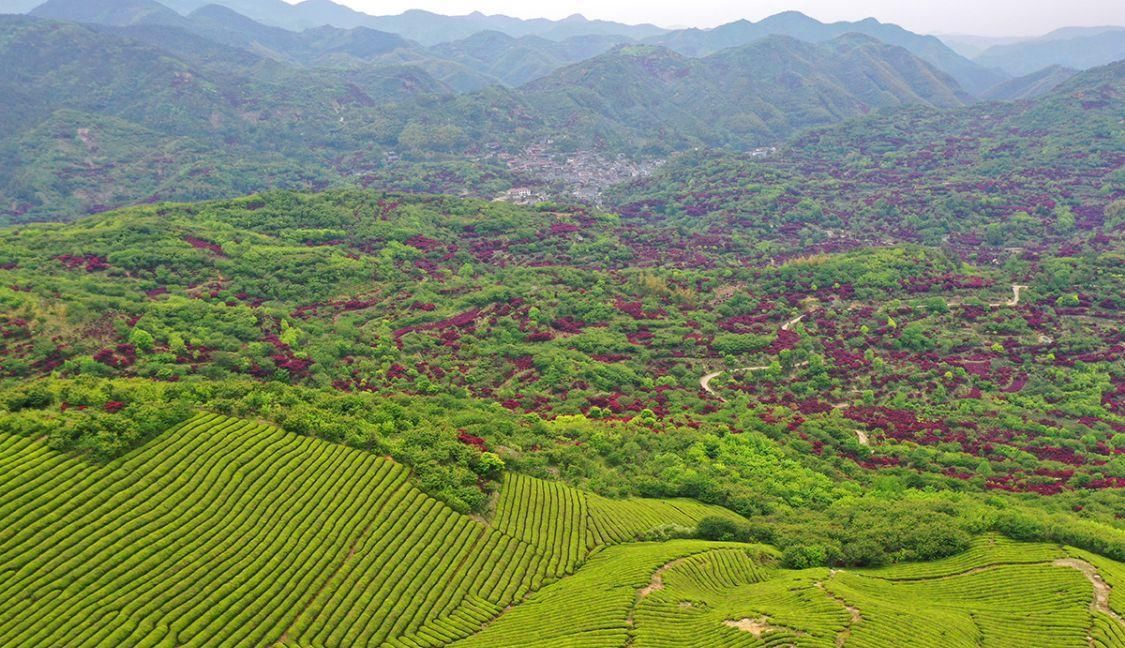 宁波红枫欣赏地，大俞、北溪、唐田，红枫绚烂