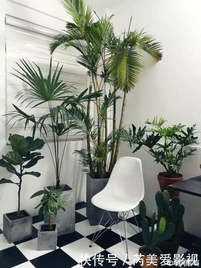 人养花,花也养人,这15种花,越养家里越干净