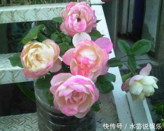 花朵|“5种”超级好养的花,随便养都爆盆,全年开花不断,越养越喜欢