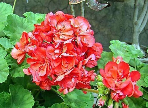 家里养此款花卉，便宜又好养，花儿轻松开爆盆，适合阳台盆栽