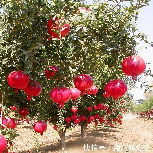 家里种树有讲究,4种吉祥树,庭院种一棵,多子多福又吉利