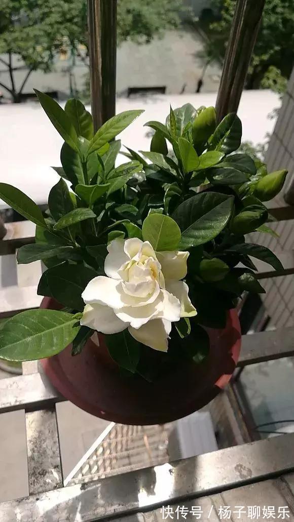 花儿|3种花是“醋坛子”,每周浇上1小勺,不烂根不黄叶,花开不停!