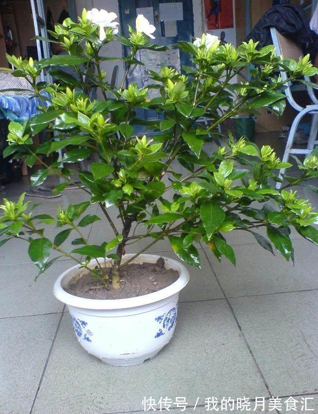 栀子花,兰花不开花,水里加点它,只喷一点点,阳台秒变大花园