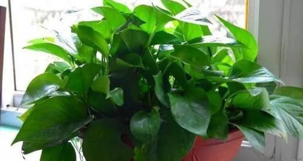 养花经验分享：豆饼、黄豆制成肥料期间，该注意哪些细节？