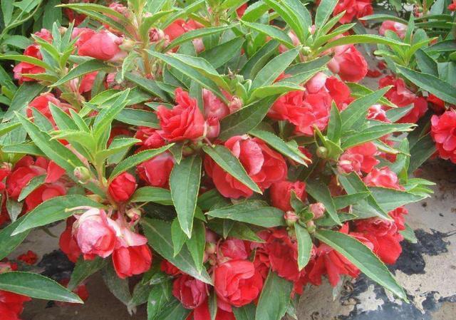 喜阳光充足的“4种花”,多晒太阳,株型饱满、花大色艳开爆盆