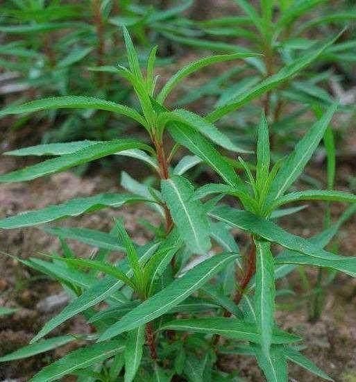 野草|农村一种野草被称为“神仙草”，保护肝脏，还有很好的解酒功效