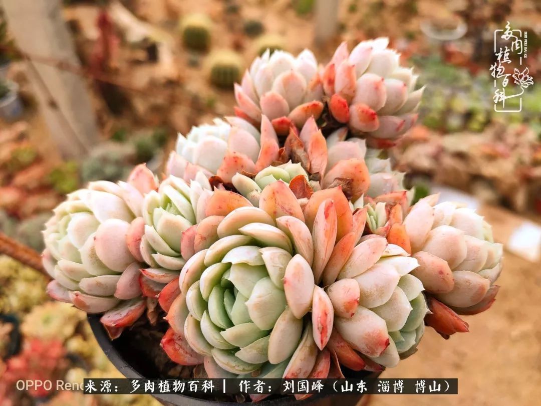 贵的不一定是对的,你的多肉究竟值多少钱附冬季养护攻略!
