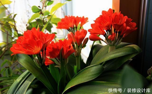 怎样让君子兰多开花?做好1件事,一盆10枝花