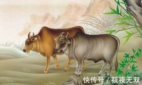 生肖牛|属牛人在几岁，苦尽甘来，运势上佳，从此不做老黄牛，翻身做富翁