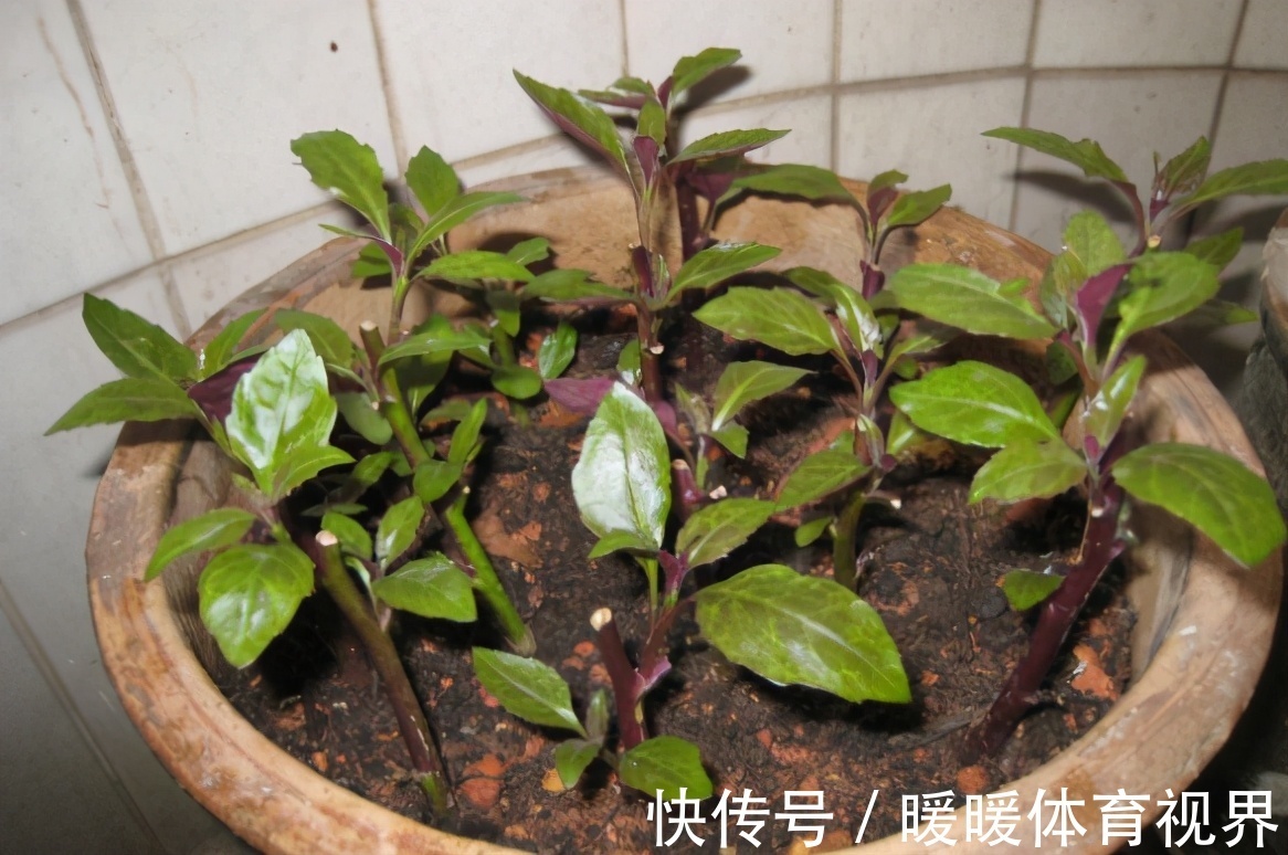 芦荟|这3款植物既能赏又能吃,盆栽养眼、养身!