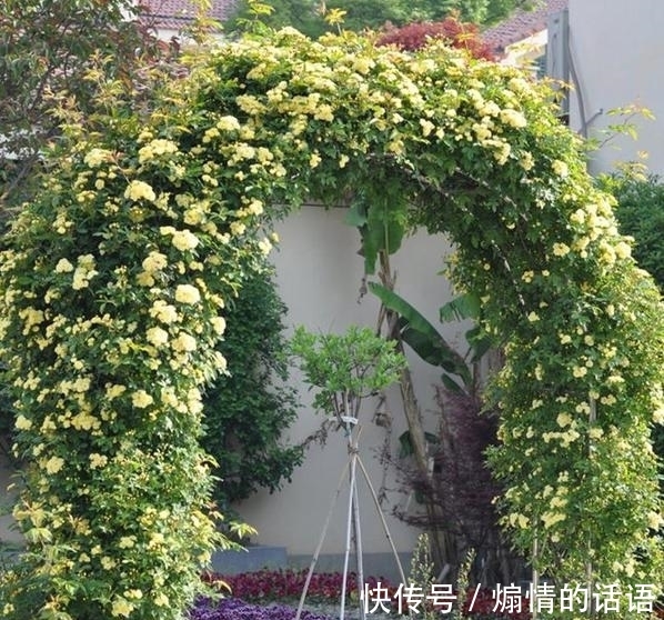 这种花不怕冷，好养易活，适合秋冬季节栽种，慢慢长成一片“海”