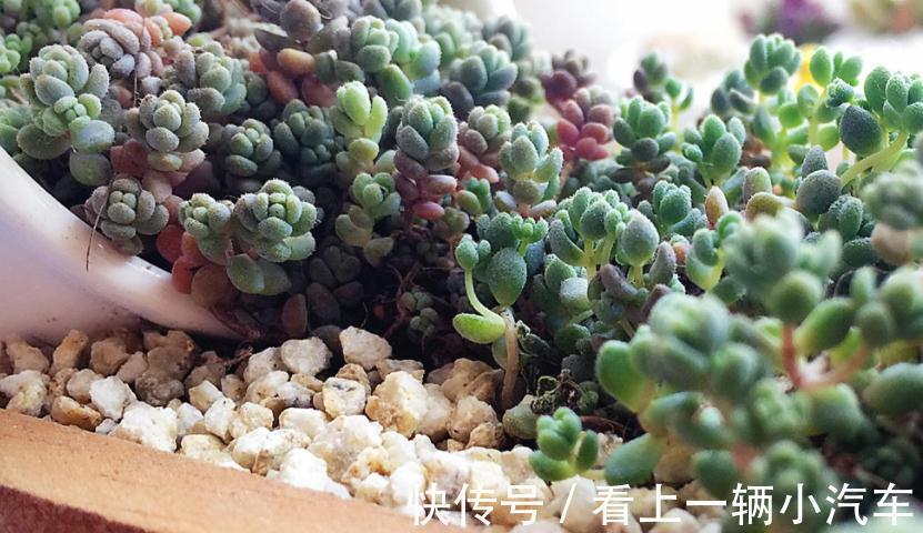 学会这9招,你也可以成为多肉种植高手