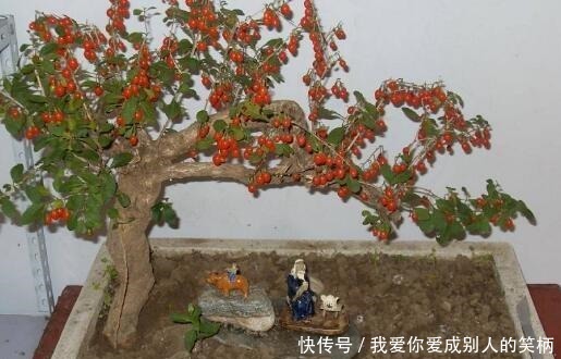 阳台养什么花好,2种植物,山上找一棵,种盆里,长成盆景老桩!