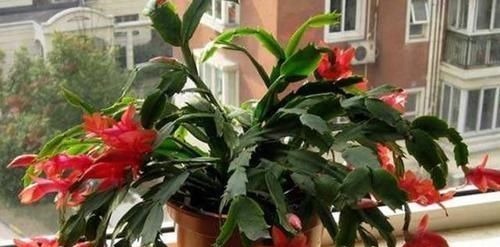 矿泉水瓶|养花:用这些“神奇水”浇灌,盆栽开花变多、叶片绿如冒油