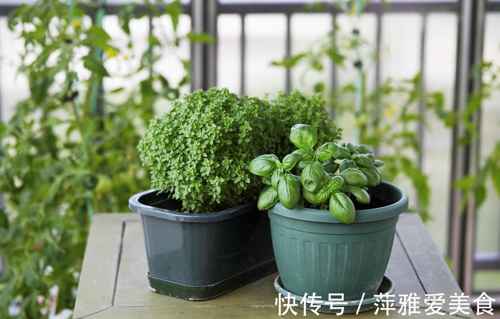 老花匠|学会用松针、羊粪，作为新人小白，养花效果能和老花匠媲美