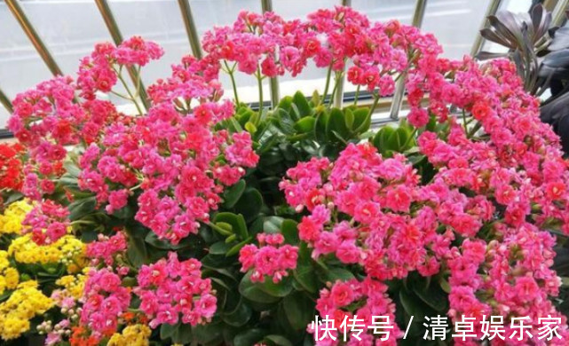 养花|悄悄告诉你，养好“长寿花”，离不开2种水，15天一次，花开满盆