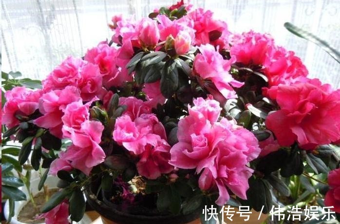 蓝妖|月季花杜鹃花栀子花总是养不活教你一招,连开3个月!