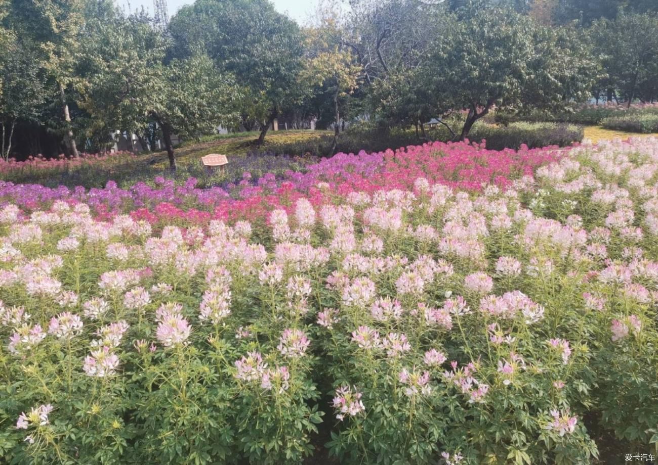 百花齐放的美丽植物园