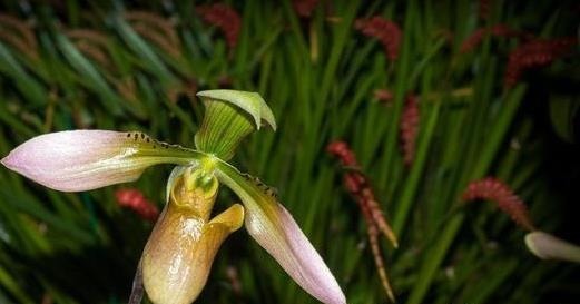 前人传下来的养兰“8字经”,是对养好兰花的经验和总结,赶紧学