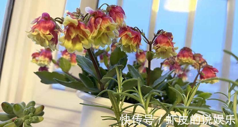 花友们|养年宵花宫灯长寿花，盆栽打理好这些，过年开花特“热闹”