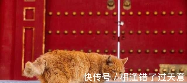 故宫|故宫里共有100多只猫，个个都有“工作”，没有一只是吃白食的