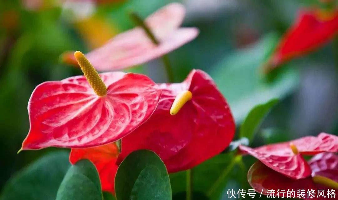 红掌|偶尔让红掌“吃吃醋”也是好事,叶儿大、花儿肥,冬天长得好