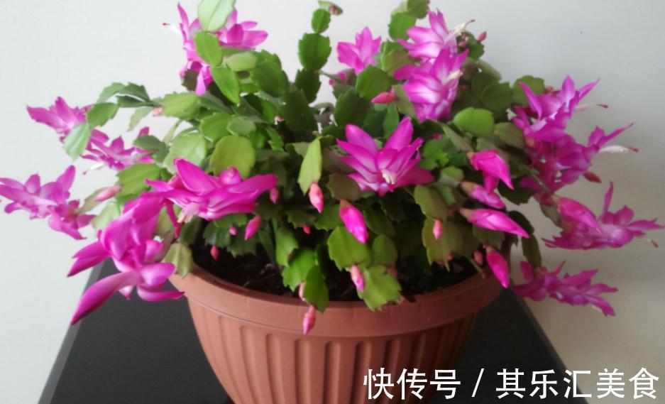 蟹爪兰冬日盆栽，掌握住4个窍门，一茬接一茬开花，又美又多