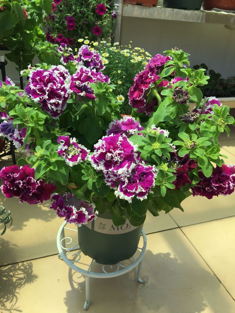 家里有异味,不如养这些花朵,花开美艳动人,清香四溢保你睡眠好